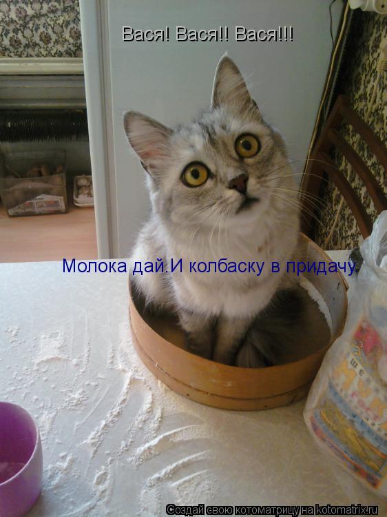 Вася! Вася!! Вася!!! Молока дай.И колбаску в придачу.... Котоматрица: Вася! Вася!! Вася!!! Молока дай.И колбаску в придачу.