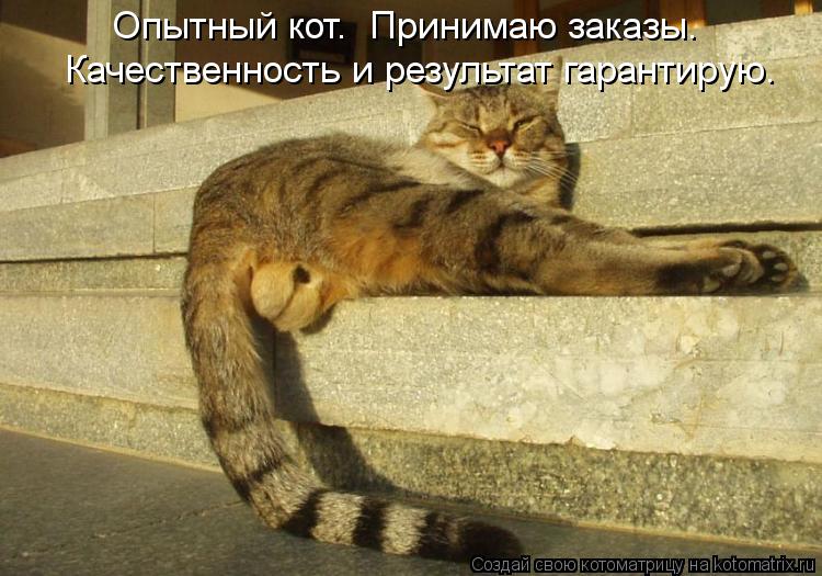 Опытный кот. Принимаю заказы. Качественность и результат гарантирую.... Котоматрица: Опытный кот. Принимаю заказы. Качественность и результат гарантирую.