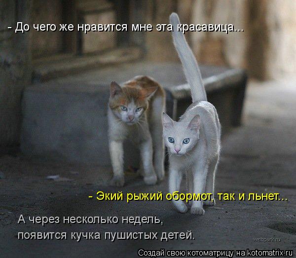 - До чего же нравится мне эта красавица... - Экий рыжий обормот, так и льнет... А через несколько нед... Котоматрица: - До чего же нравится мне эта красавица... - Экий рыжий обормот, так и льнет... А через несколько недель, появится кучка пушистых детей.