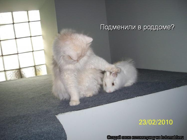 Подменили в роддоме?... Котоматрица: Подменили в роддоме?