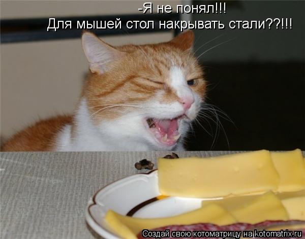 -Я не понял!!! Для мышей стол накрывать стали??!!!... Котоматрица: -Я не понял!!! Для мышей стол накрывать стали??!!!