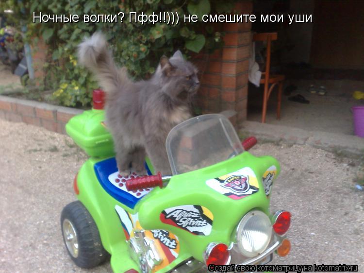 Ночные волки? Пфф!!))) не смешите мои уши... Котоматрица: Ночные волки? Пфф!!))) не смешите мои уши
