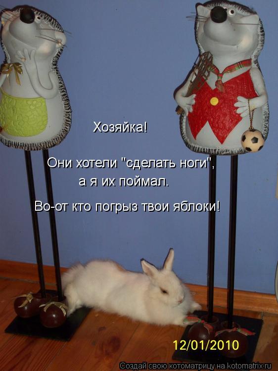 Хозяйка! Они хотели "сделать ноги", а я их поймал. Во-от кто погрыз твои яблоки!... Котоматрица: Хозяйка! Они хотели "сделать ноги", а я их поймал. Во-от кто погрыз твои яблоки!