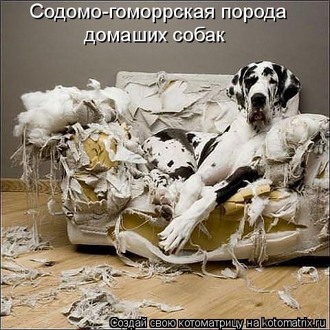 Содомо-гоморрская порода домаших собак... Котоматрица: Содомо-гоморрская порода домаших собак