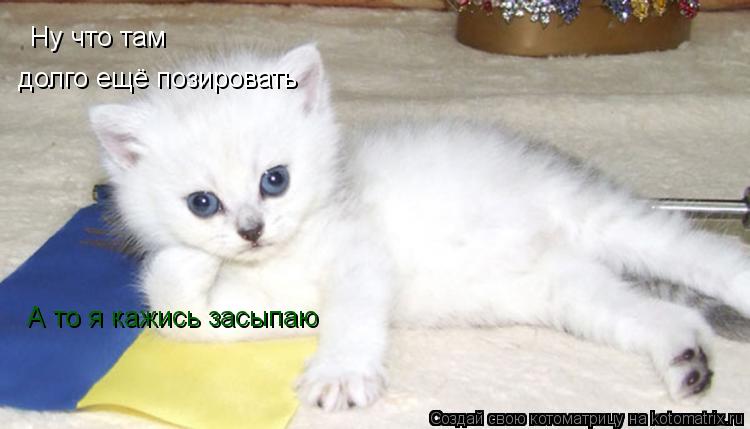 Ну что там долго ещё позировать А то я кажись засыпаю... Котоматрица: Ну что там долго ещё позировать А то я кажись засыпаю