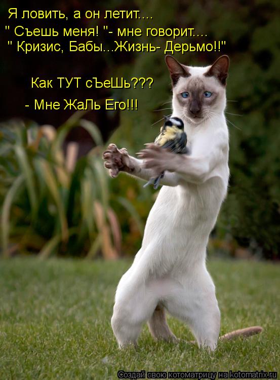 Я ловить, а он летит.... " Съешь меня! "- мне говорит.... " Кризис, Бабы...Жизнь- Дерьмо!!" Как ТУТ с... Котоматрица: Я ловить, а он летит.... " Съешь меня! "- мне говорит.... " Кризис, Бабы...Жизнь- Дерьмо!!" Как ТУТ сЪеШь??? - Мне ЖаЛь Его!!!