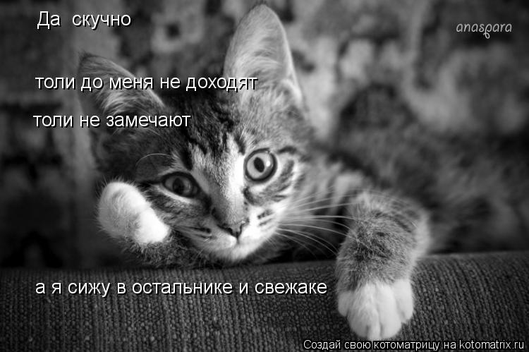 Да скучно толи до меня не доходят толи не замечают а я сижу в остальнике и свежаке... Котоматрица: Да скучно толи до меня не доходят толи не замечают а я сижу в остальнике и свежаке