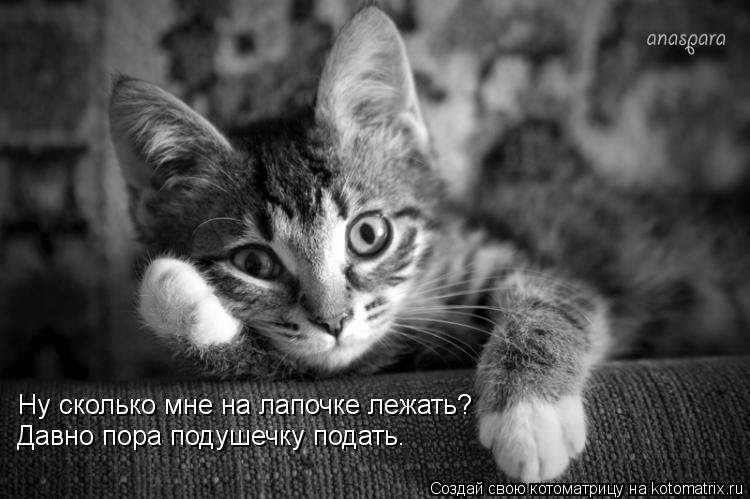 Ну сколько мне на лапочке лежать? Давно пора подушечку подать.... Котоматрица: Ну сколько мне на лапочке лежать? Давно пора подушечку подать.
