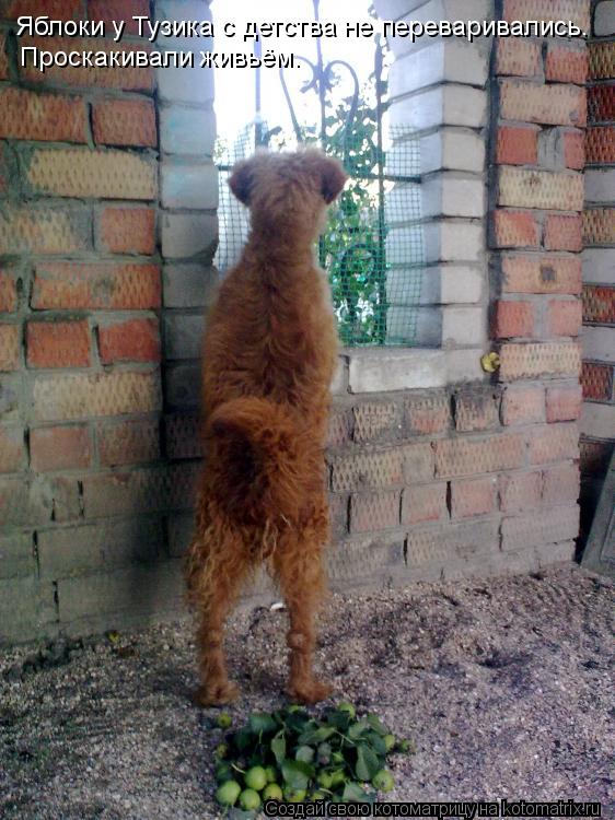 Яблоки у Тузика с детства не переваривались. Проскакивали живьём.... Котоматрица: Яблоки у Тузика с детства не переваривались. Проскакивали живьём.
