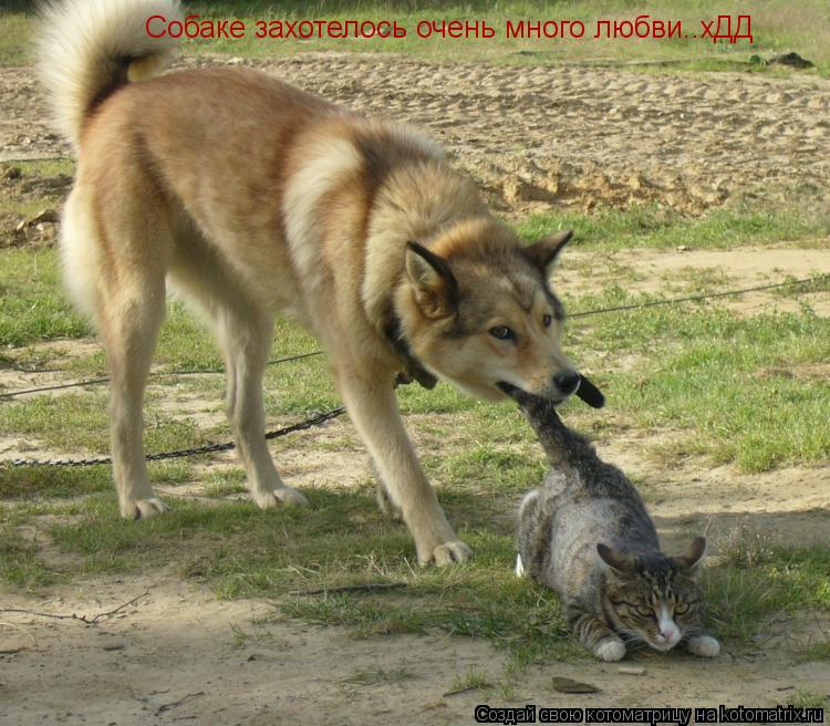 Собаке захотелось очень много любви..хДД... Котоматрица: Собаке захотелось очень много любви..хДД