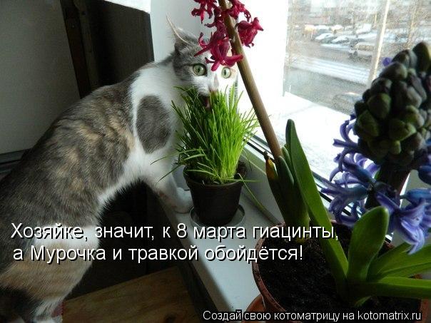 Хозяйке, значит, к 8 марта гиацинты, а Мурочка и травкой обойдётся!... Котоматрица: Хозяйке, значит, к 8 марта гиацинты, а Мурочка и травкой обойдётся!