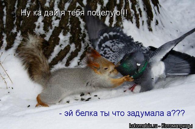 Ну ка дай я тебя поцелую!!! - эй белка ты что задумала а???... Котоматрица: Ну ка дай я тебя поцелую!!! - эй белка ты что задумала а???