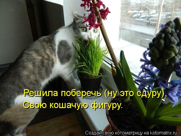 Решила поберечь (ну это сдуру), Свою кошачую фигуру.... Котоматрица: Решила поберечь (ну это сдуру), Свою кошачую фигуру.