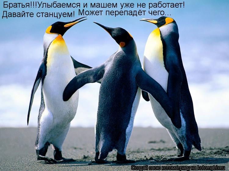 Братья!!!Улыбаемся и машем уже не работает! Давайте станцуем! Может перепадёт чего...... Котоматрица: Братья!!!Улыбаемся и машем уже не работает! Давайте станцуем! Может перепадёт чего...