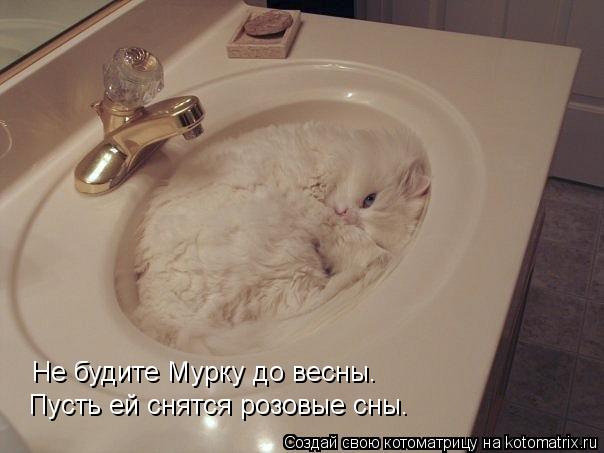Не будите Мурку до весны. Пусть ей снятся розовые сны.... Котоматрица: Не будите Мурку до весны. Пусть ей снятся розовые сны.