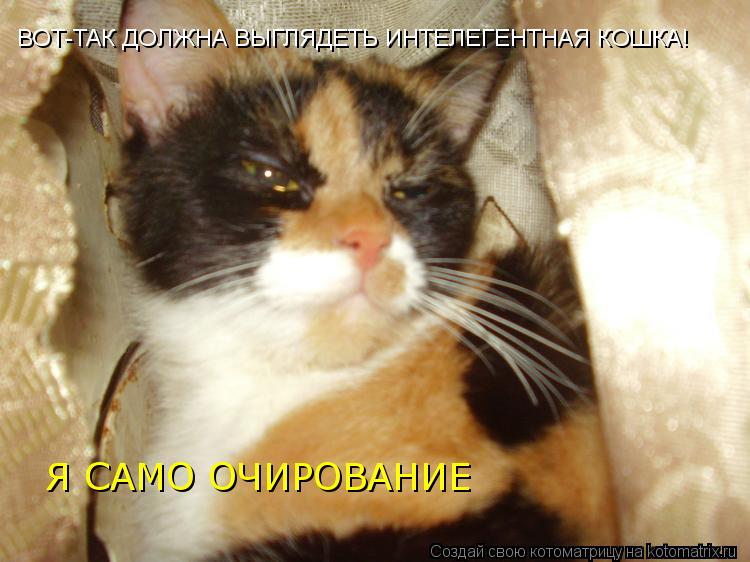 ВОТ-ТАК ДОЛЖНА ВЫГЛЯДЕТЬ ИНТЕЛЕГЕНТНАЯ КОШКА! Я САМО ОЧИРОВАНИЕ... Котоматрица: ВОТ-ТАК ДОЛЖНА ВЫГЛЯДЕТЬ ИНТЕЛЕГЕНТНАЯ КОШКА! Я САМО ОЧИРОВАНИЕ