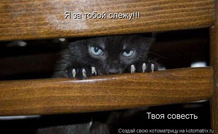 Я за тобой слежу!!! Твоя совесть... Котоматрица: Я за тобой слежу!!! Твоя совесть
