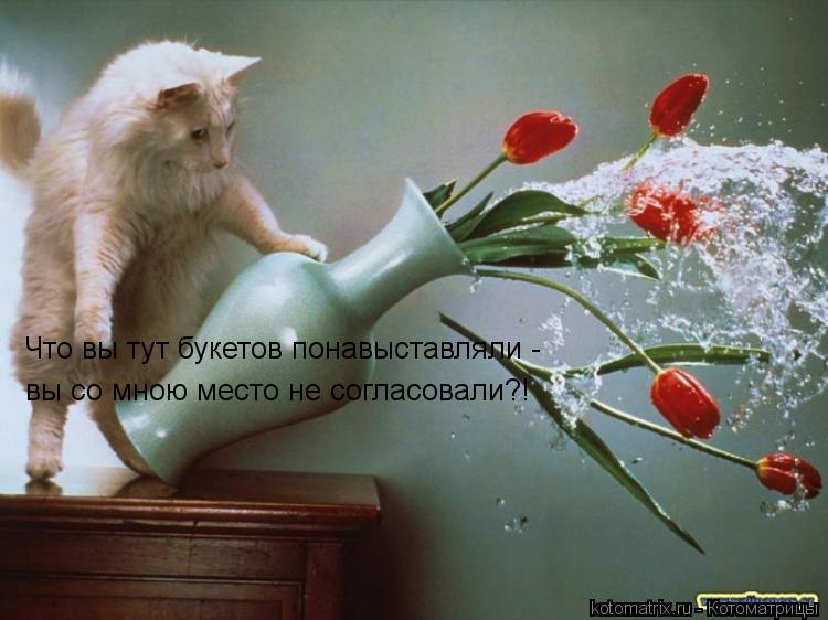Что вы тут букетов понавыставляли - вы со мною место не согласовали?!... Котоматрица: Что вы тут букетов понавыставляли - вы со мною место не согласовали?!