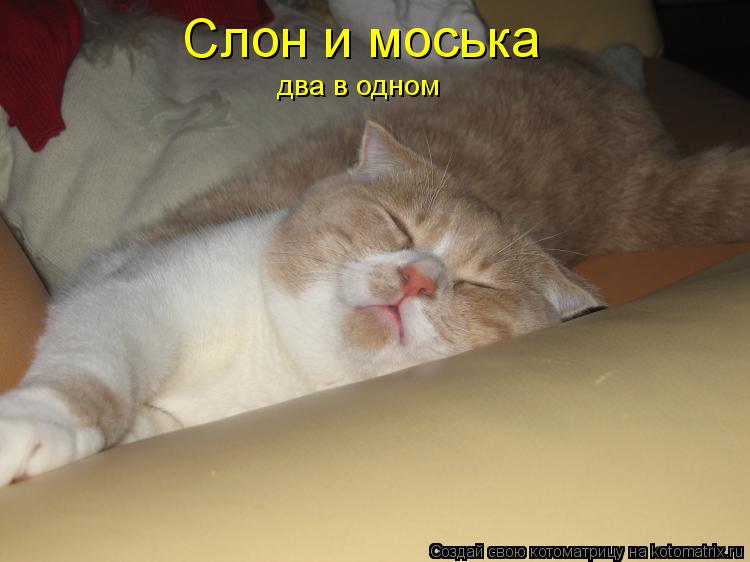 Слон и моська два в одном... Котоматрица: Слон и моська два в одном