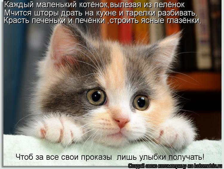 Каждый маленький котёнок,вылезая из пелёнок Мчится шторы драть на кухне и тарелки разбивать, Красть п... Котоматрица: Каждый маленький котёнок,вылезая из пелёнок Мчится шторы драть на кухне и тарелки разбивать, Красть печеньки и печёнки ,строить ясные глаз