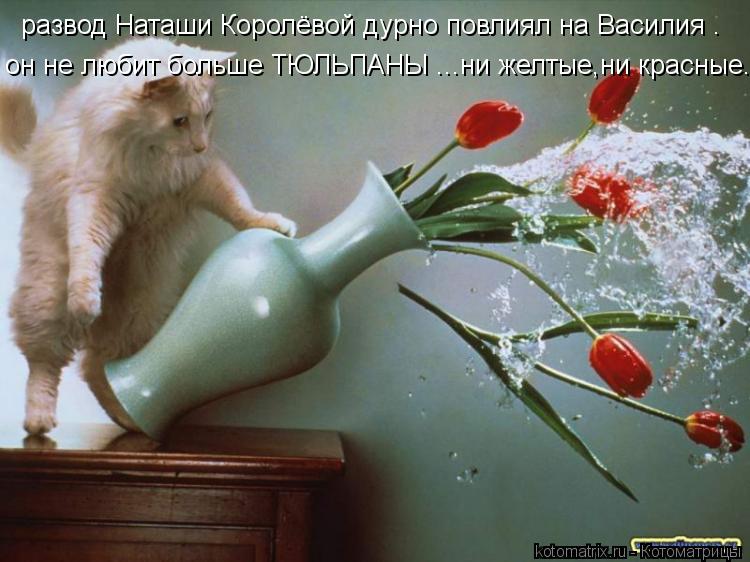 развод Наташи Королёвой дурно повлиял на Василия . он не любит больше ТЮЛЬПАНЫ ...ни желтые,ни красны... Котоматрица: развод Наташи Королёвой дурно повлиял на Василия . он не любит больше ТЮЛЬПАНЫ ...ни желтые,ни красные.
