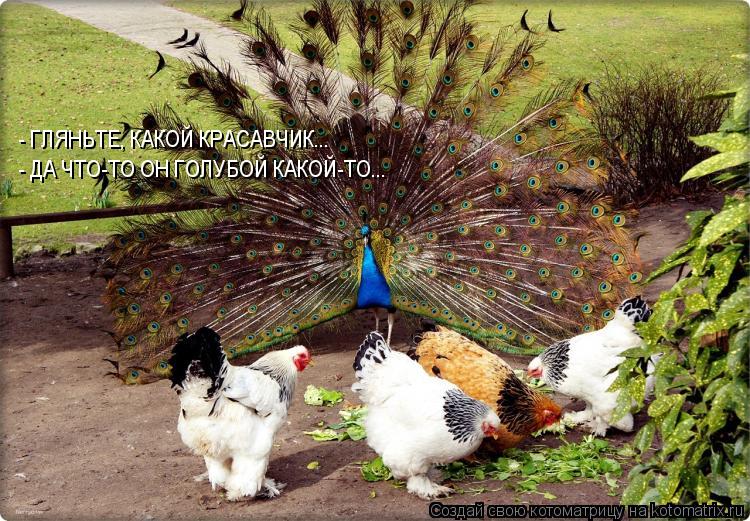 - ДА ЧТО-ТО ОН ГОЛУБОЙ КАКОЙ-ТО... - ГЛЯНЬТЕ, КАКОЙ КРАСАВЧИК...... Котоматрица: - ДА ЧТО-ТО ОН ГОЛУБОЙ КАКОЙ-ТО... - ГЛЯНЬТЕ, КАКОЙ КРАСАВЧИК...
