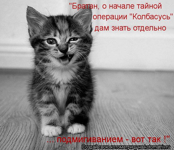 "Братан, о начале тайной операции "Колбасусь" дам знать отдельно ... подмигиванием - вот так !"... Котоматрица: "Братан, о начале тайной операции "Колбасусь" дам знать отдельно ... подмигиванием - вот так !"