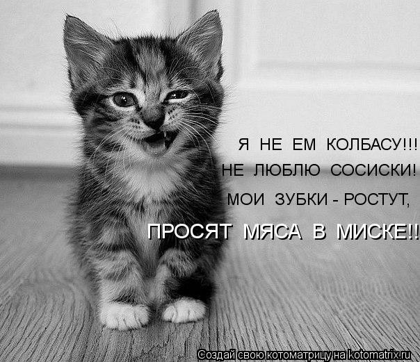 Я НЕ ЕМ КОЛБАСУ!!! НЕ ЛЮБЛЮ СОСИСКИ! МОИ ЗУБКИ - РОСТУТ, ПРОСЯТ МЯСА В МИСКЕ!!... Котоматрица: Я НЕ ЕМ КОЛБАСУ!!! НЕ ЛЮБЛЮ СОСИСКИ! МОИ ЗУБКИ - РОСТУТ, ПРОСЯТ МЯСА В МИСКЕ!!