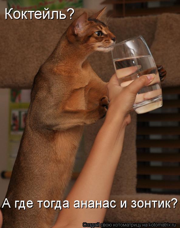 Коктейль? А где тогда ананас и зонтик?... Котоматрица: Коктейль? А где тогда ананас и зонтик?