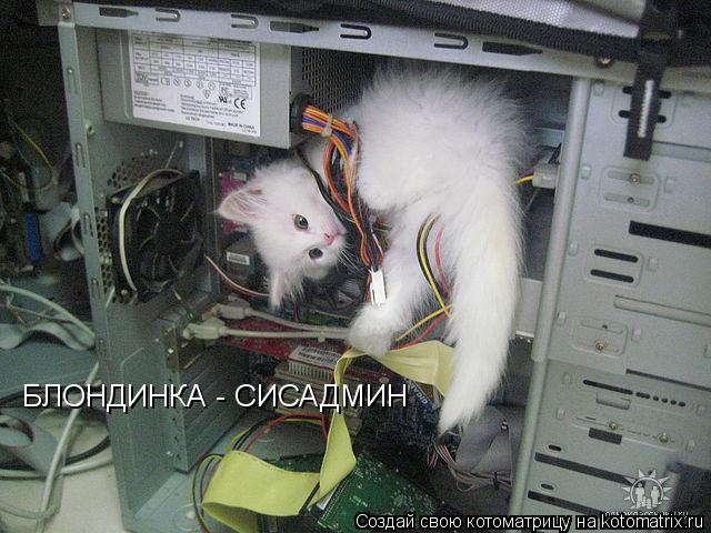 БЛОНДИНКА - СИСАДМИН... Котоматрица: БЛОНДИНКА - СИСАДМИН