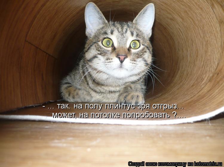 - ... так. на полу плинтус зря отгрыз... может, на потолке попробовать ?....... Котоматрица: - ... так. на полу плинтус зря отгрыз... может, на потолке попробовать ?....