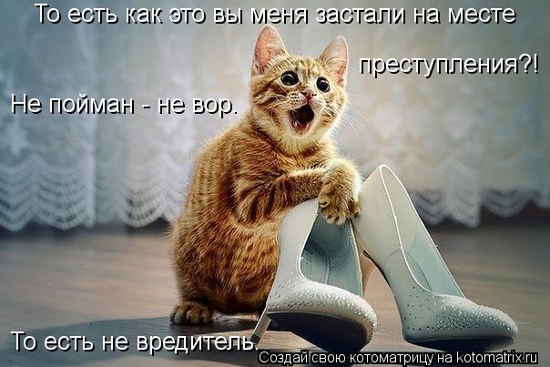 То есть как это вы меня застали на месте преступления?! Не пойман - не вор. То есть не вредитель.... Котоматрица: То есть как это вы меня застали на месте преступления?! Не пойман - не вор. То есть не вредитель.