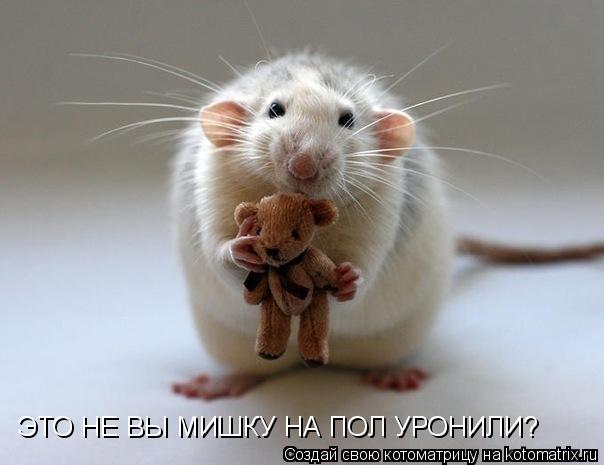ЭТО НЕ ВЫ МИШКУ НА ПОЛ УРОНИЛИ?... Котоматрица: ЭТО НЕ ВЫ МИШКУ НА ПОЛ УРОНИЛИ?