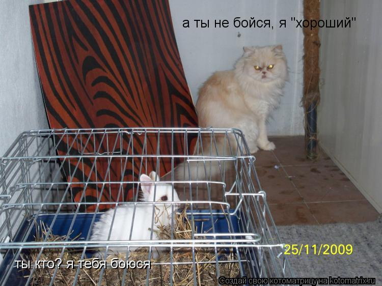 ты кто? я тебя боюся а ты не бойся, я "хороший"... Котоматрица: ты кто? я тебя боюся а ты не бойся, я "хороший"