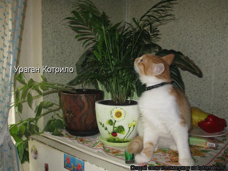 Ураган Котрило... Котоматрица: Ураган Котрило