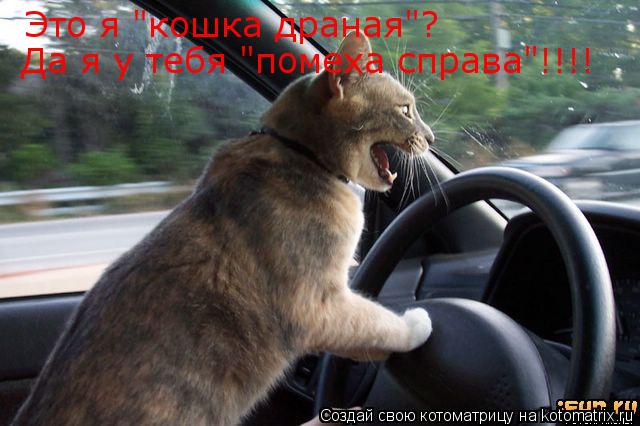 Это я "кошка драная"? Да я у тебя "помеха справа"!!!!... Котоматрица: Это я "кошка драная"? Да я у тебя "помеха справа"!!!!