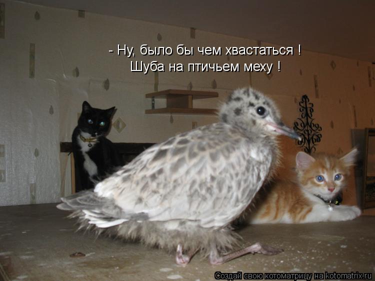 - Ну, было бы чем хвастаться ! Шуба на птичьем меху !... Котоматрица: - Ну, было бы чем хвастаться ! Шуба на птичьем меху !