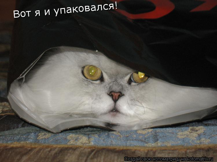 Вот я и упаковался!... Котоматрица: Вот я и упаковался!