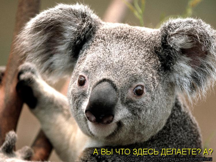А ВЫ ЧТО ЗДЕСЬ ДЕЛАЕТЕ? А?... Котоматрица: А ВЫ ЧТО ЗДЕСЬ ДЕЛАЕТЕ? А?
