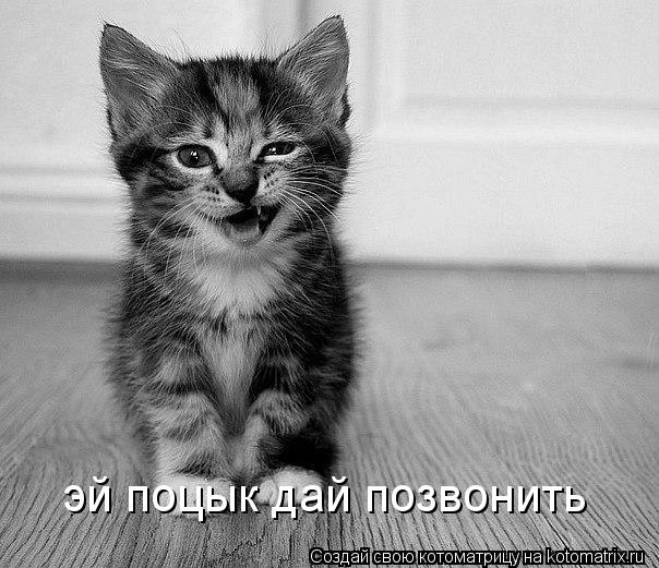 эй поцык дай позвонить... Котоматрица: эй поцык дай позвонить