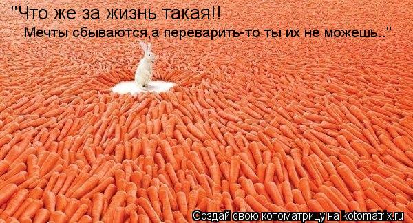 "Что же за жизнь такая!! Мечты сбываются,а переварить-то ты их не можешь.."... Котоматрица: "Что же за жизнь такая!! Мечты сбываются,а переварить-то ты их не можешь.."