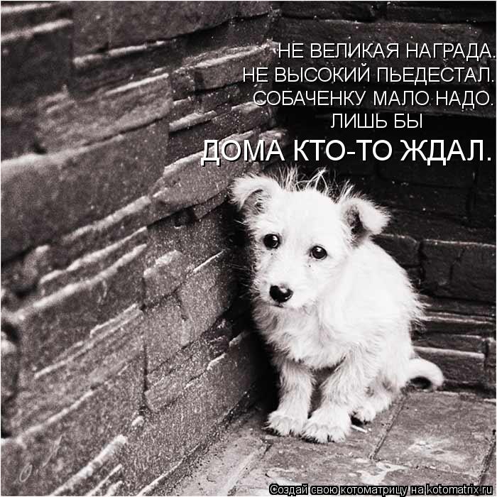 НЕ ВЕЛИКАЯ НАГРАДА. НЕ ВЫСОКИЙ ПЬЕДЕСТАЛ.. СОБАЧЕНКУ МАЛО НАДО. ДОМА КТО-ТО ЖДАЛ. ЛИШЬ БЫ... Котоматрица: НЕ ВЕЛИКАЯ НАГРАДА. НЕ ВЫСОКИЙ ПЬЕДЕСТАЛ.. СОБАЧЕНКУ МАЛО НАДО. ДОМА КТО-ТО ЖДАЛ. ЛИШЬ БЫ