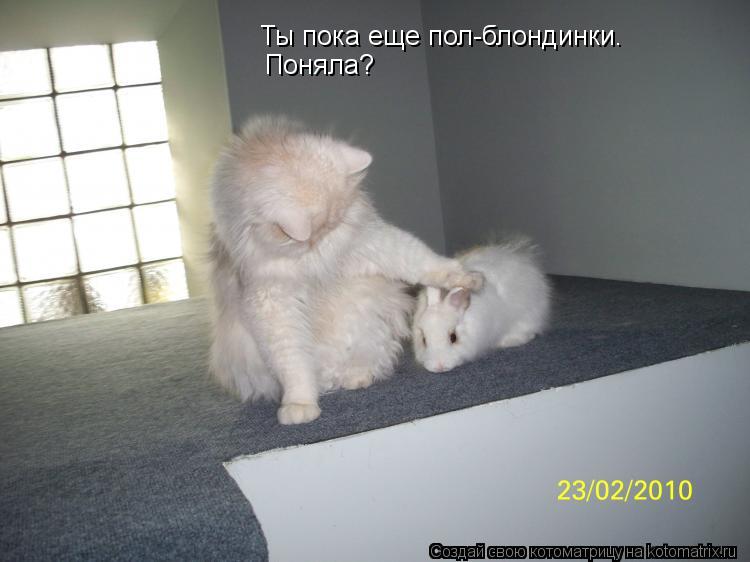 Ты пока еще пол-блондинки. Поняла?... Котоматрица: Ты пока еще пол-блондинки. Поняла?