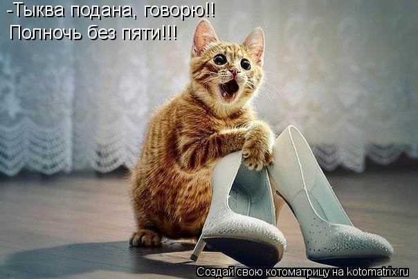 -Тыква подана, говорю!! Полночь без пяти!!!... Котоматрица: -Тыква подана, говорю!! Полночь без пяти!!!