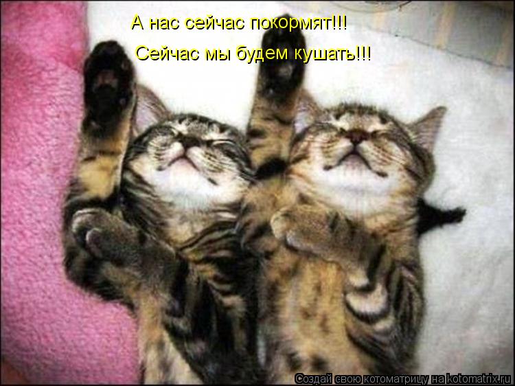 А нас сейчас покормят!!! Сейчас мы будем кушать!!!... Котоматрица: А нас сейчас покормят!!! Сейчас мы будем кушать!!!