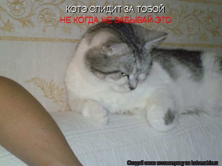 КОТЭ СЛИДИТ ЗА ТОБОЙ КОТЭ СЛИДИТ ЗА ТОБОЙ НЕ КОГДА НЕ ЗАБЫВАЙ ЭТО НЕ КОГДА НЕ ЗАБЫВАЙ ЭТО... Котоматрица: КОТЭ СЛИДИТ ЗА ТОБОЙ КОТЭ СЛИДИТ ЗА ТОБОЙ НЕ КОГДА НЕ ЗАБЫВАЙ ЭТО НЕ КОГДА НЕ ЗАБЫВАЙ ЭТО