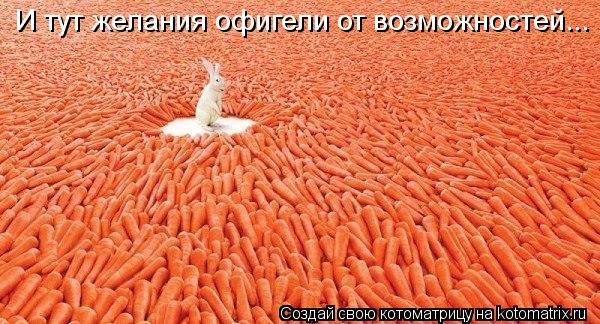 И тут желания офигели от возможностей...... Котоматрица: И тут желания офигели от возможностей...