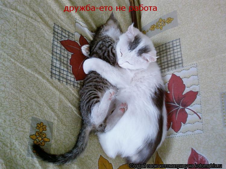дружба-ето не работа... Котоматрица: дружба-ето не работа