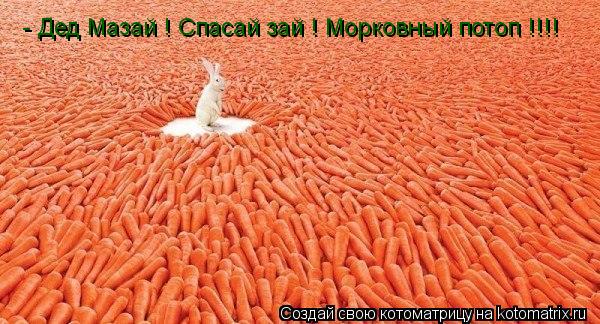 - Дед Мазай ! Спасай зай ! Морковный потоп !!!!... Котоматрица: - Дед Мазай ! Спасай зай ! Морковный потоп !!!!