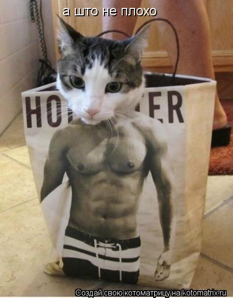 а што не плохо... Котоматрица: а што не плохо